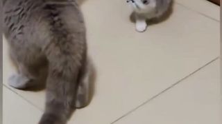 Why people Love to Hate cat is funny