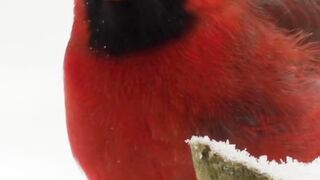 The Most Beautiful Birds in the World