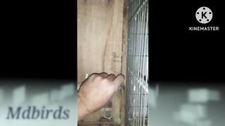 green ringneck parrot breeding tips