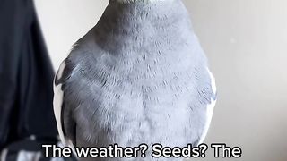 Cocktail singing Beautifully $ Awan2023