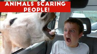 Funniest Animals Scaring People Reactions of 2023 Weekly Compilation | Funny Pet Videos