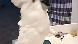 Funny stranger animals