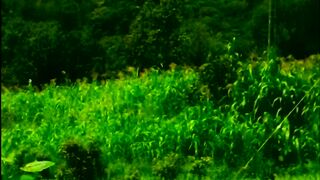 beautiful place_status video