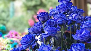 beautiful flower.