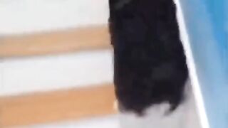 Прикольные животные. Подборка.