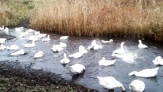 Гуси на воде.