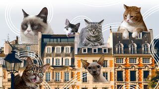 СМЕШНЫЕ КОТЫ)