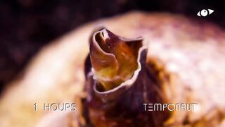 Таймлапс. Цветущий скадоксус (scadoxus)