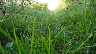 Dewdrops