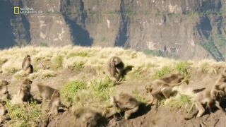 Эфиопия. Обезьяны гелада. Битва за превосходство.