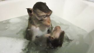 Обезьянки купаются МИЛОТА