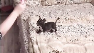 Бешеный пёс