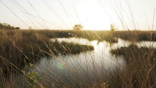 Lake surrounded by dry grass in the savanna