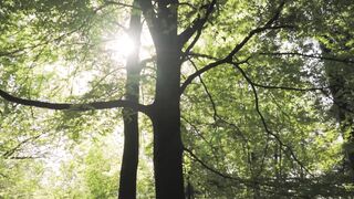 Huge trees in a large green forest