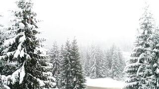 Snowing in a foggy forest, slow motion