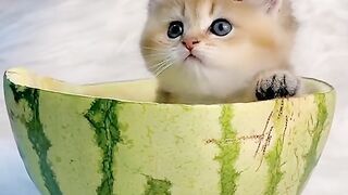 Cute Kitten - Best Of The 2021 Funny Cat Videos - TRY NOT TO LAUGH!