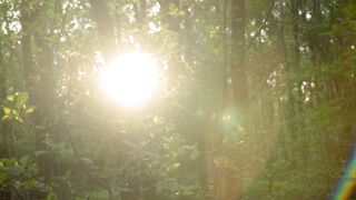 Abundant trees in a jungle