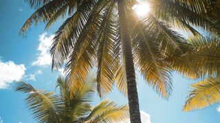 Palm tree on a sunny day