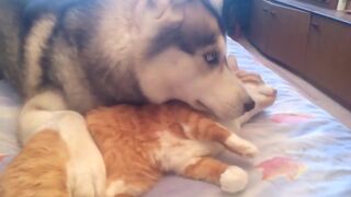 Подушка из кота для хаски