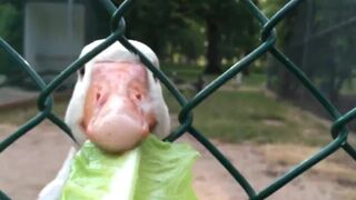 Покормил животных в парке