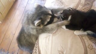 Отдай кота еноту