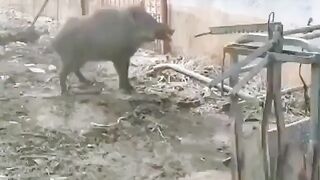 кабан