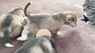 Funny Cat Reaction to Puppies - Best Of The 2021 Funny Cats Videos - TRY NOT TO LAUGH!