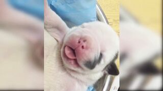 Baby Dogs - Cute and Funny Dog Videos Compilation - Aww Animals