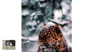 Слов нет --- совершенство.