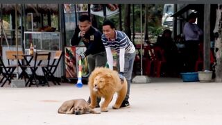Fake Tiger and fake Lion Prank To dog ,So Funny
