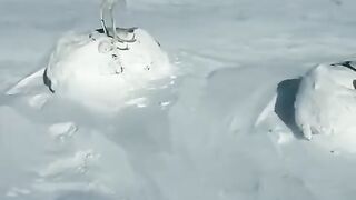 Wildlife of Yakutia