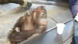 РАССМЕШИЛ ОБЕЗЬЯНУ