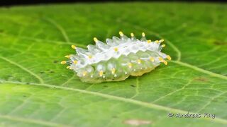 Гусеница  Jewel Caterpillar (Acraga coa)