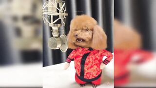 Baby Dogs - Cute and Funny Dog Videos Compilation - Aww Animals