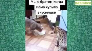 Подборка-приколов-2022