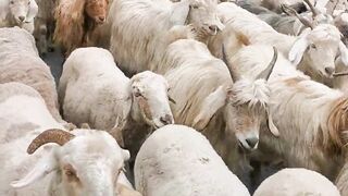 Sheep on Road