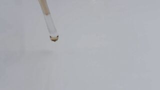 Pepsi or Coca Cola, which one do the ants like more? Time lapse