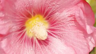 Nice flowers