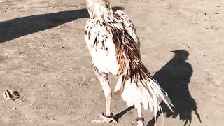 Beautiful Pakistani cheena Aseel murga.