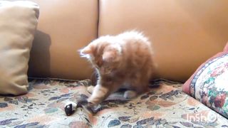 Cute kitten ❤