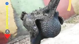 New funny clip latest 2023