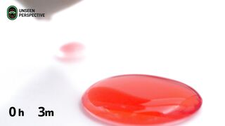 Ants vs liquid candy Time-lapse