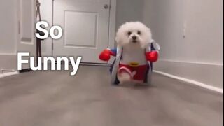Funny Cat & Monkey # Videos  ????  -  ???? ???? ???????????? ???? best5