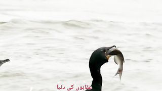 باز کا اٹیک