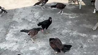Beautiful Birds colours black world amazing bird