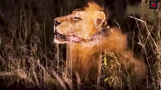 Injured lion fight