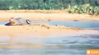 ANIMAL FIGHT