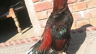 Most beautiful parrot bird