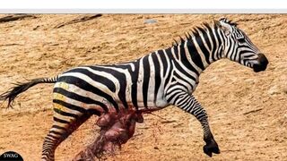 Lion fight with dog
