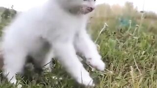 My pet Kitten Casper with little friend ducky